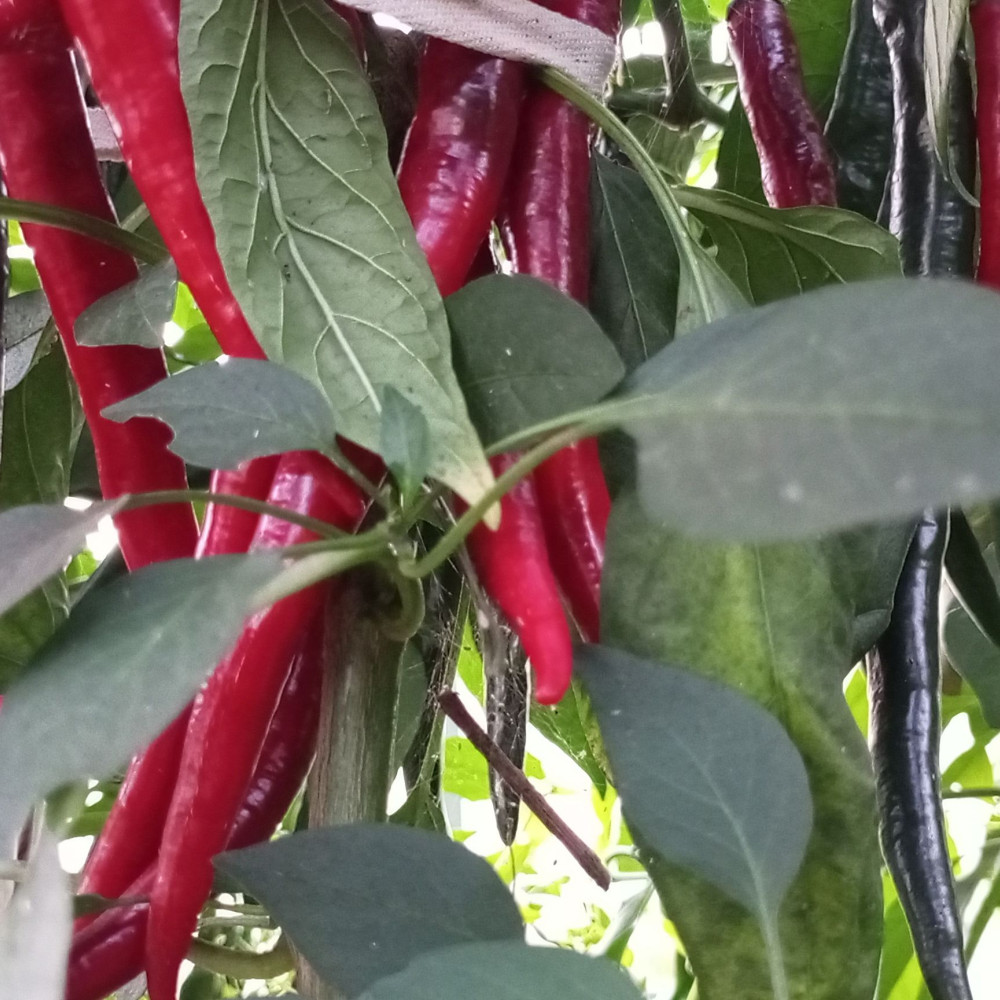 Семена острого перца Cayenne red big-2