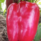 Семена сладкого перца Большая Берта