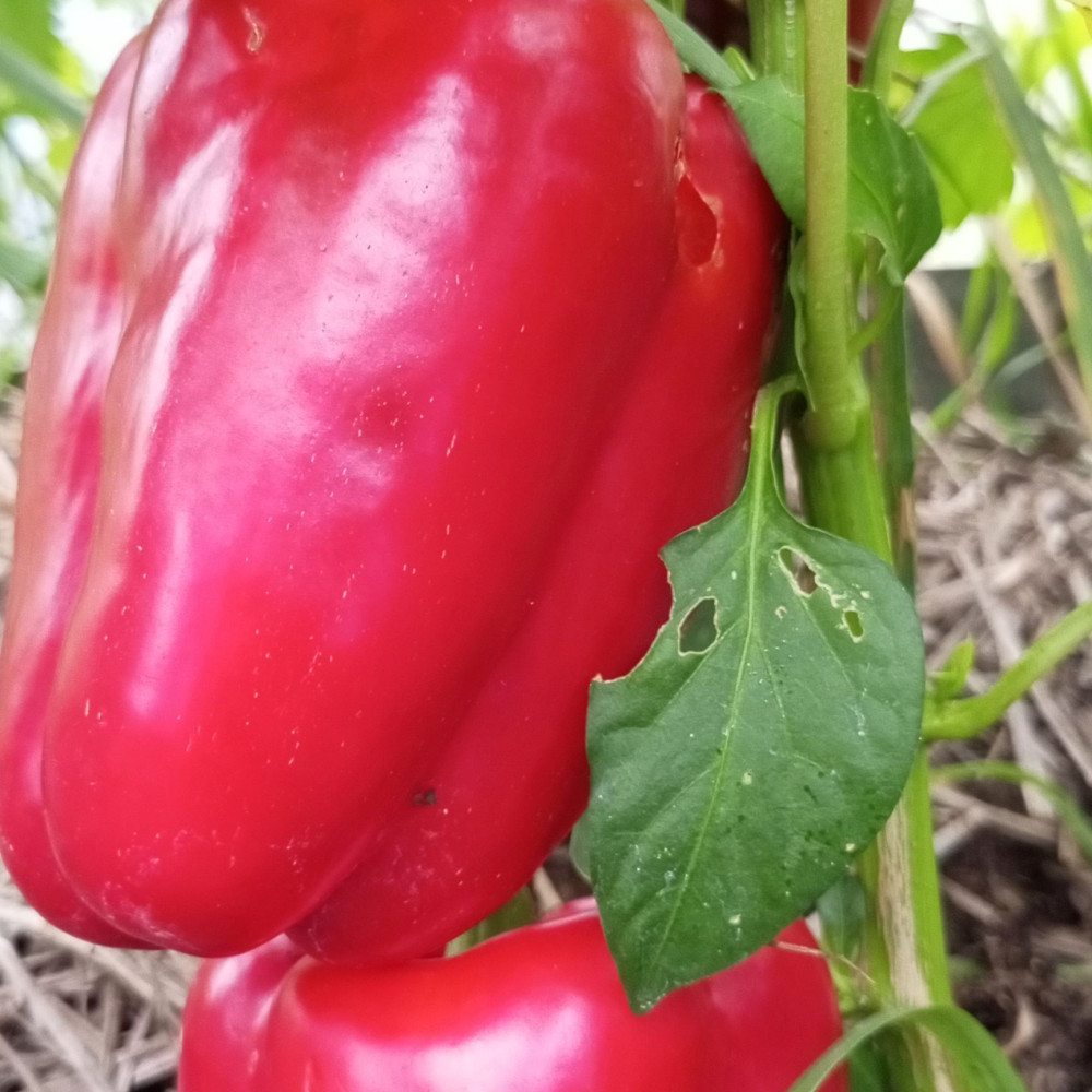 Семена сладкого перца Большая Берта