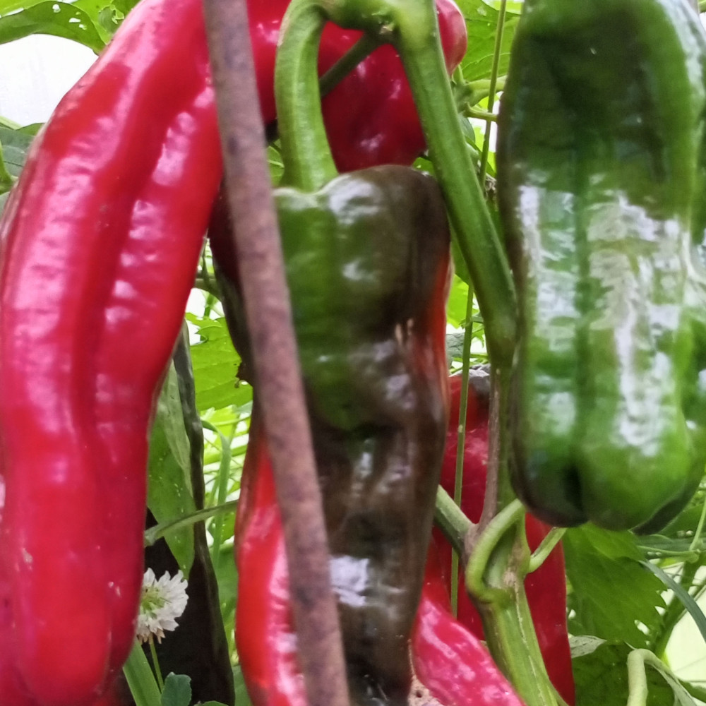 Семена сладкого перца Sweet point-2