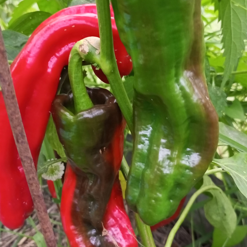 Семена сладкого перца Sweet point-1