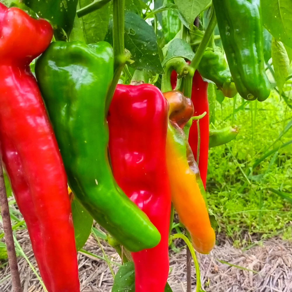 Семена сладкого перца Trontarolo-3