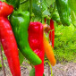 Семена сладкого перца Trontarolo