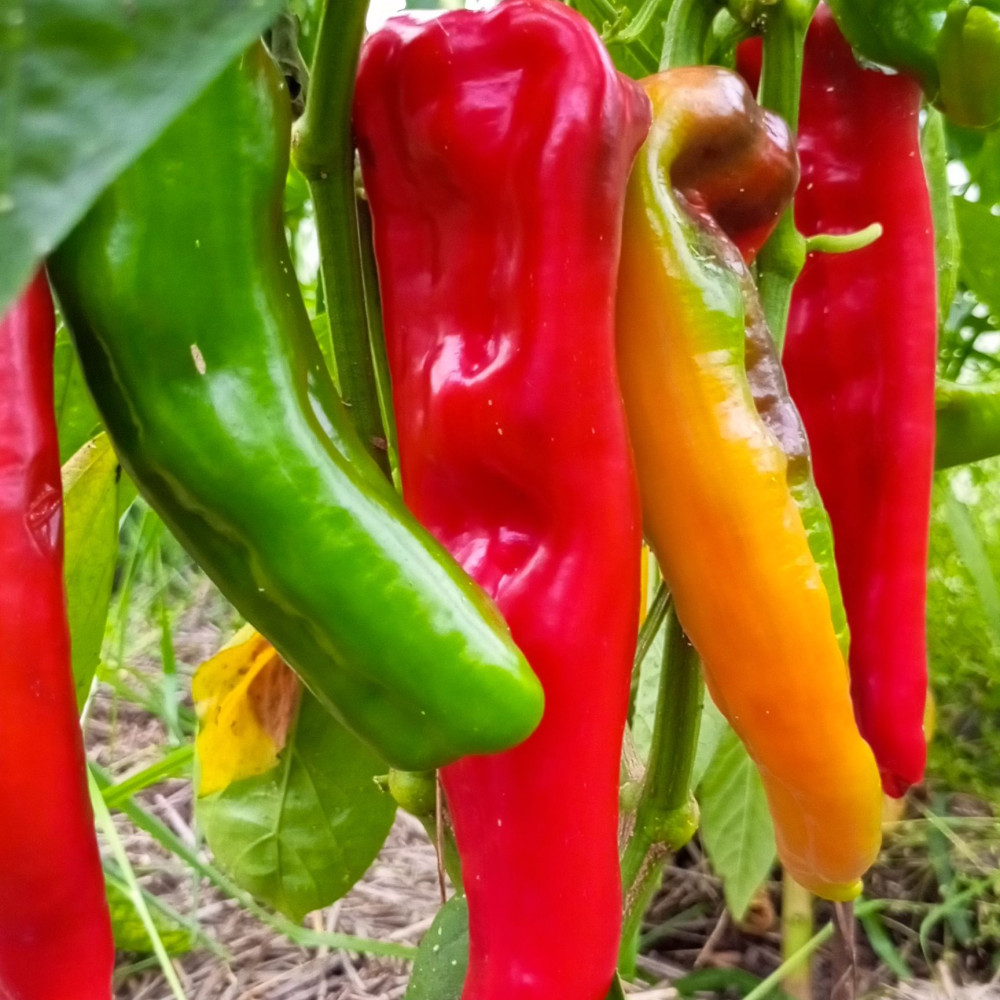 Семена сладкого перца Trontarolo