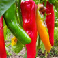 Семена сладкого перца Trontarolo