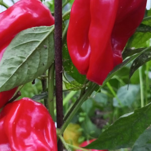 Креольская кухня (Criolla de Cocina)