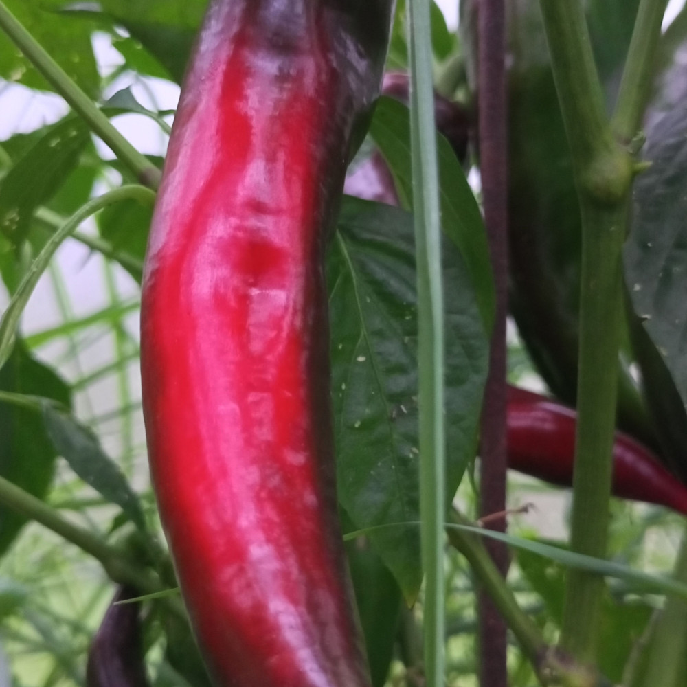 Семена сладкого перца Банановый баунти-3