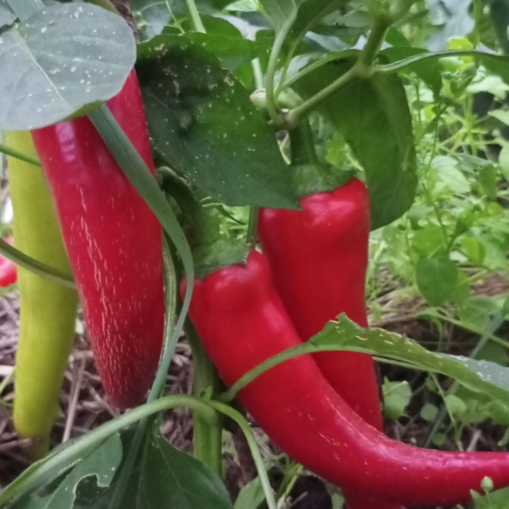 Семена сладкого перца Banana sweet-2