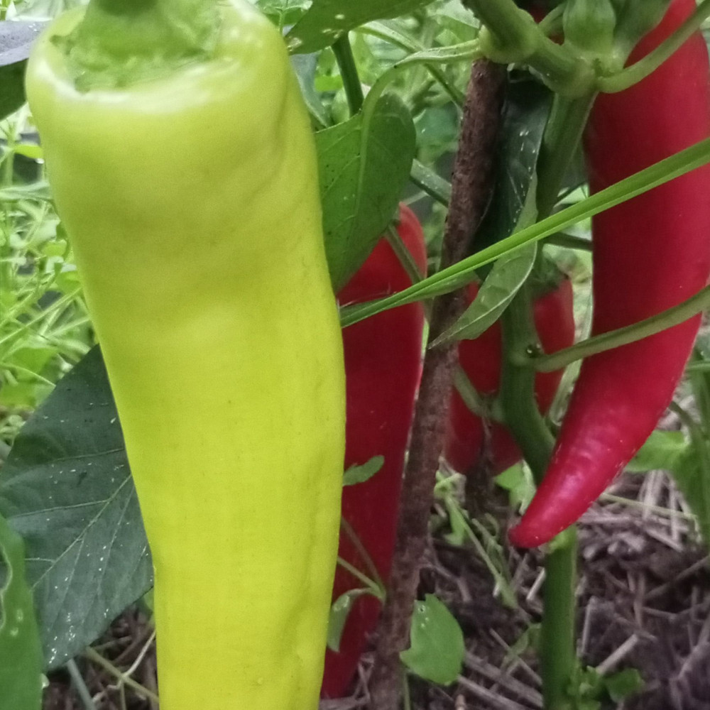 Семена сладкого перца Banana sweet