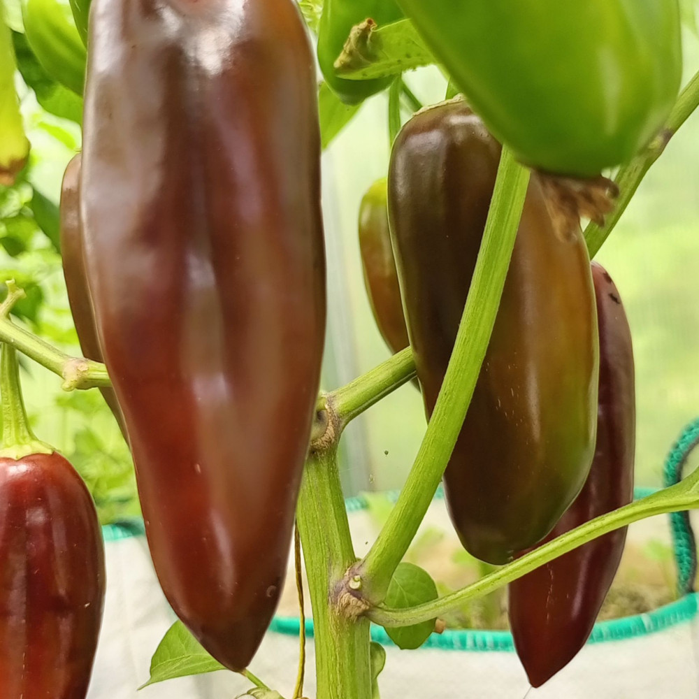 Семена острого перца Jalapeno Brown
