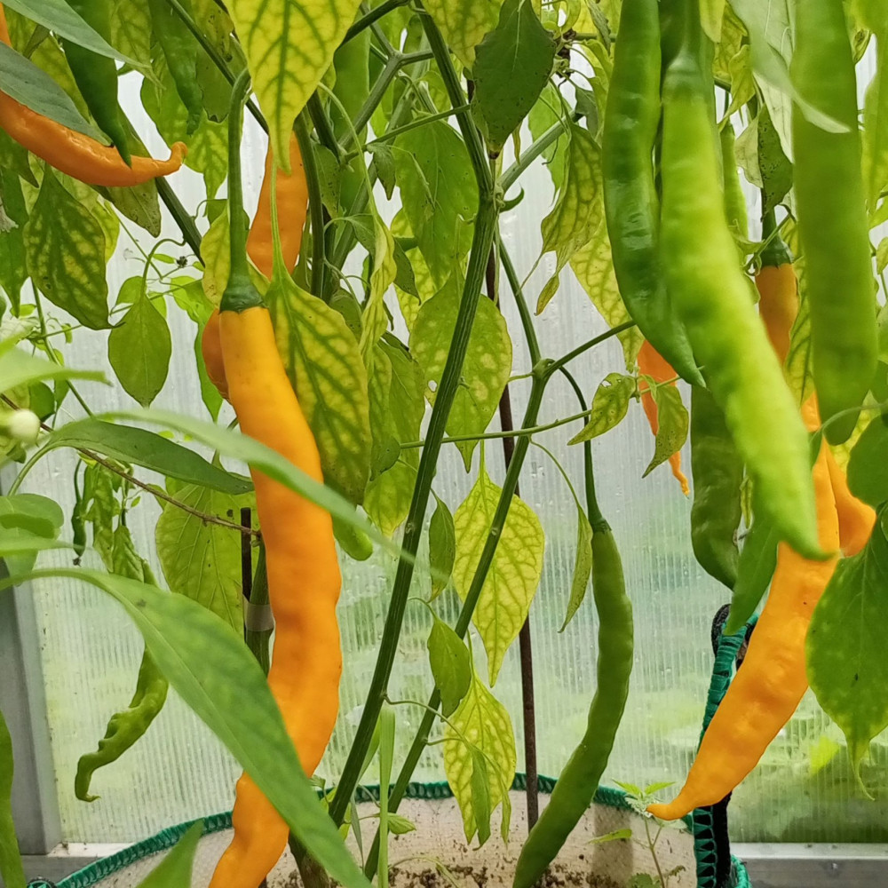 Семена острого перца Aji Guyana-2