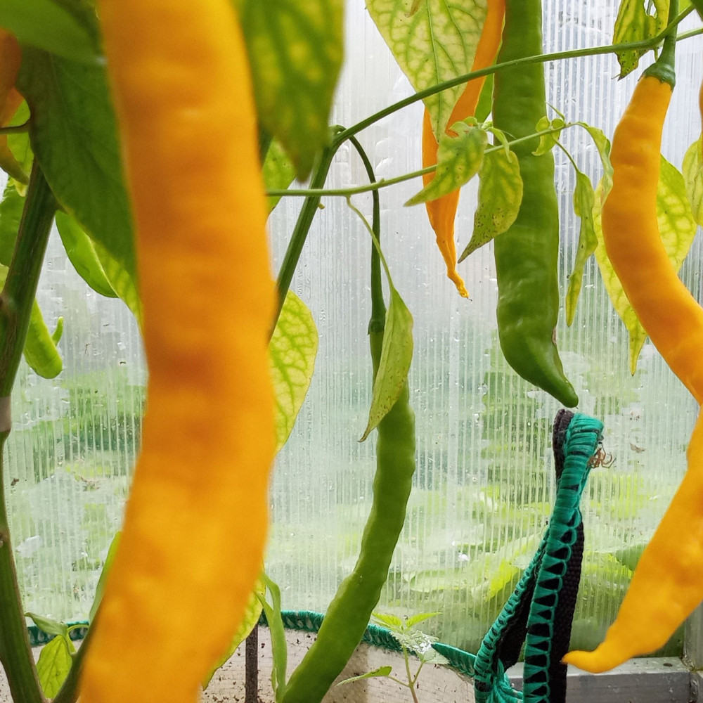 Семена острого перца Aji Guyana-1