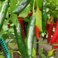 Семена острого перца Heat wave red
