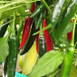 Семена острого перца Heat wave red