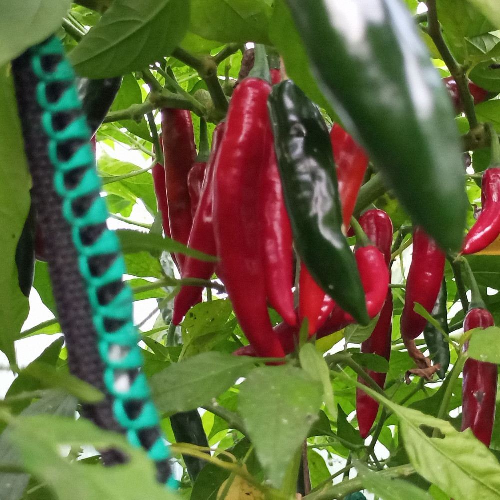 Семена острого перца Heat wave red-2