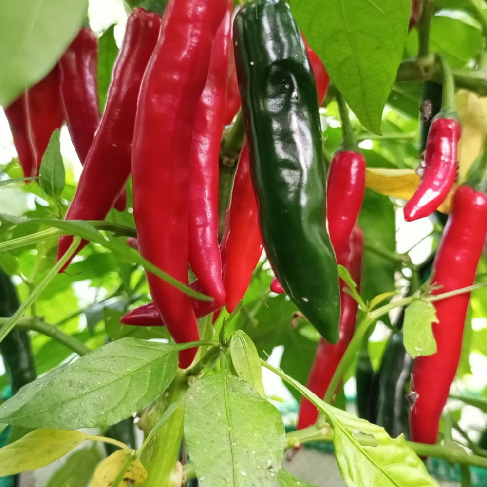 Семена острого перца Heat wave red-3