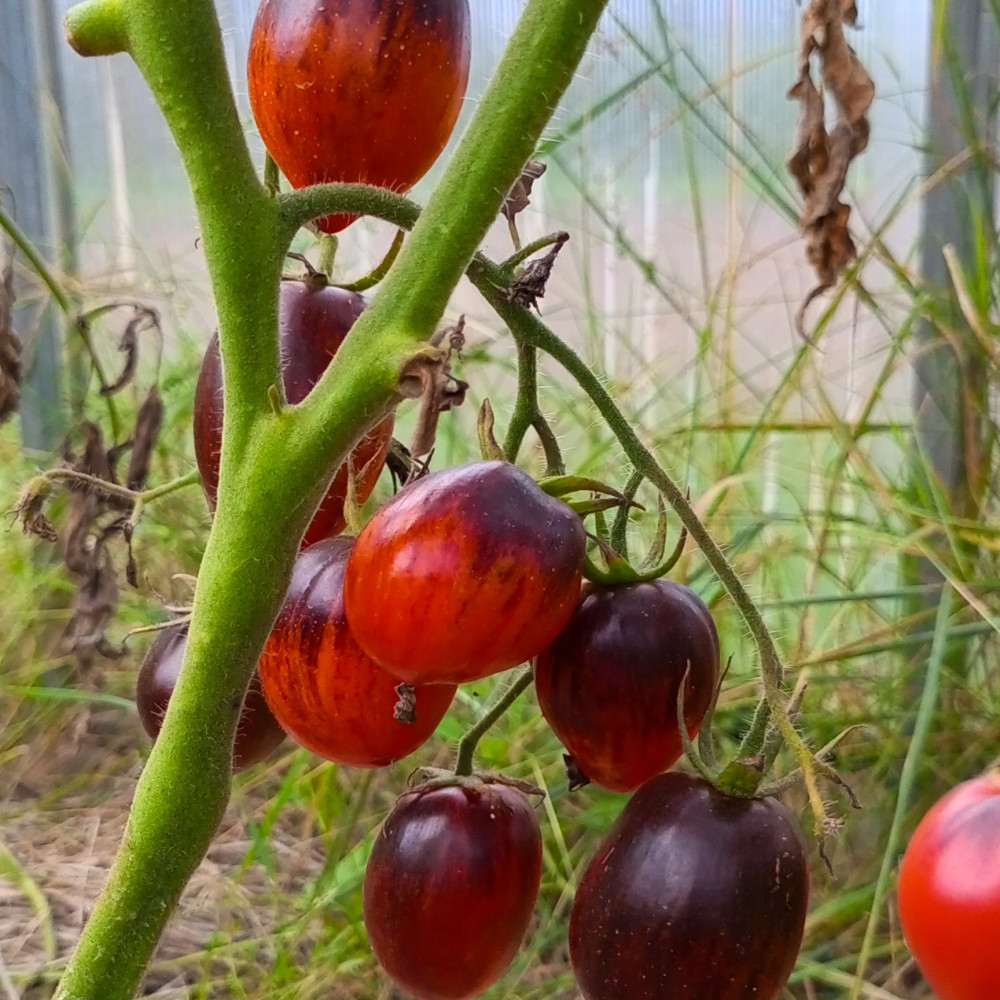 Семена томата Томат Гаргамель-3