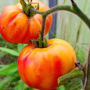 Звезда Техаса