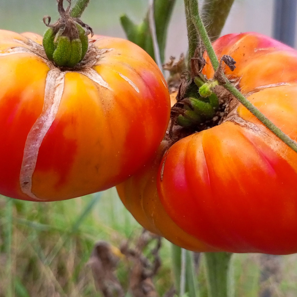 Семена томата Звезда Техаса-2