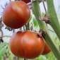 Семена томата Амурский тигр