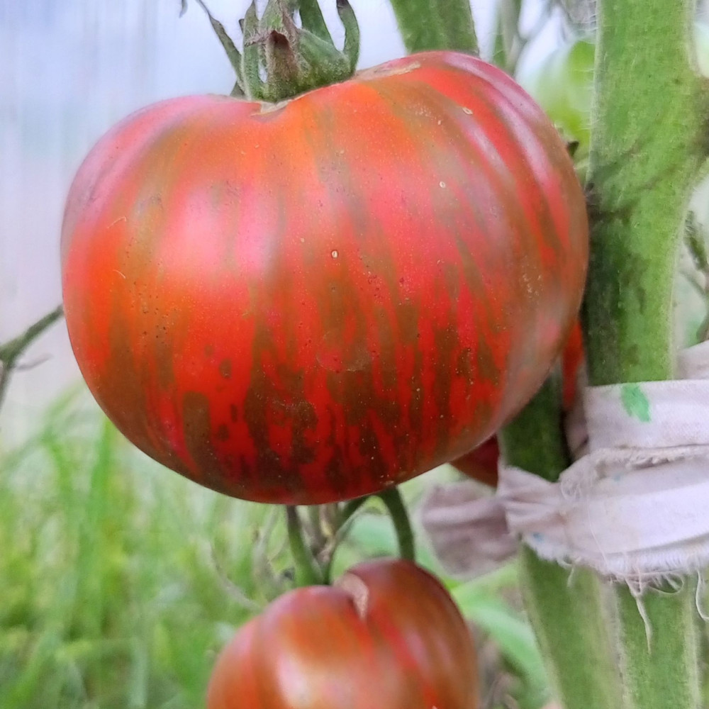 Семена томата Амурский тигр