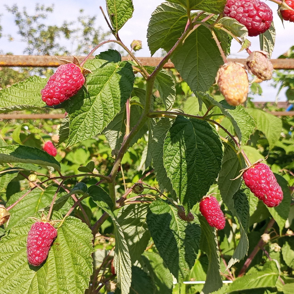 Семена малины Брянское диво-2