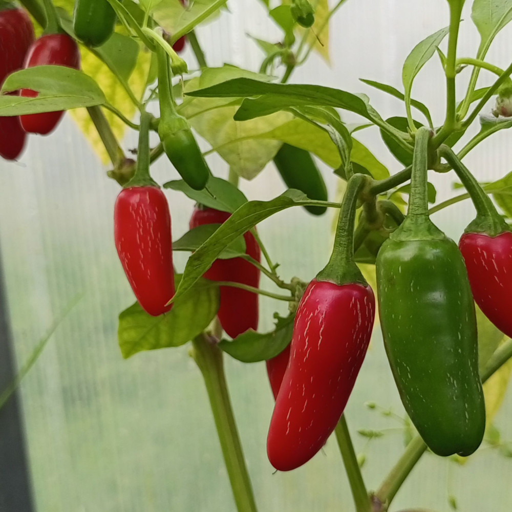 Семена острого перца Jalapeno Mini-1