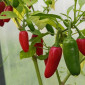 Семена острого перца Jalapeno Mini