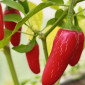 Семена острого перца Jalapeno Mini