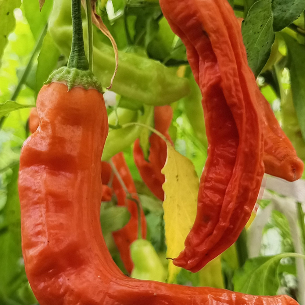 Семена острого перца Aji Ahuachapan