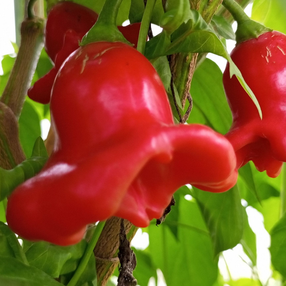 Семена острого перца Bishop's crown-1