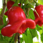 Семена острого перца Bishop's crown