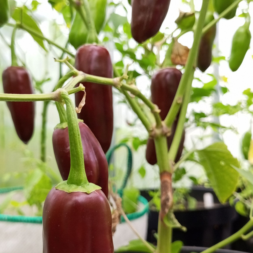 Семена острого перца Jalapeno Brown-2