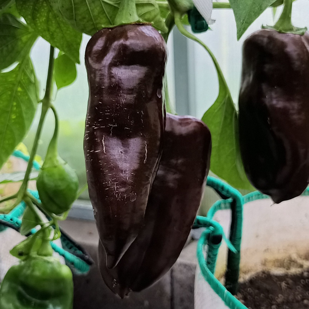 Семена сладкого перца Sweet chocolate