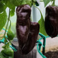 Семена сладкого перца Sweet chocolate