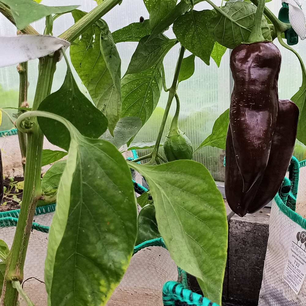 Семена сладкого перца Sweet chocolate-2