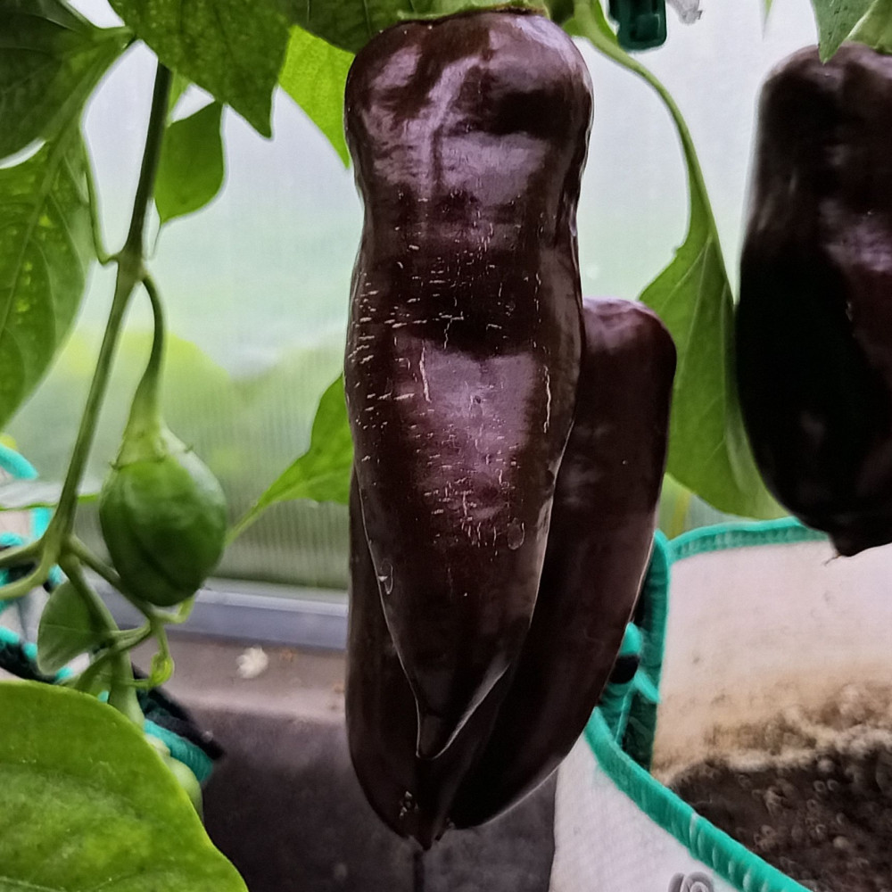 Семена сладкого перца Sweet chocolate-1