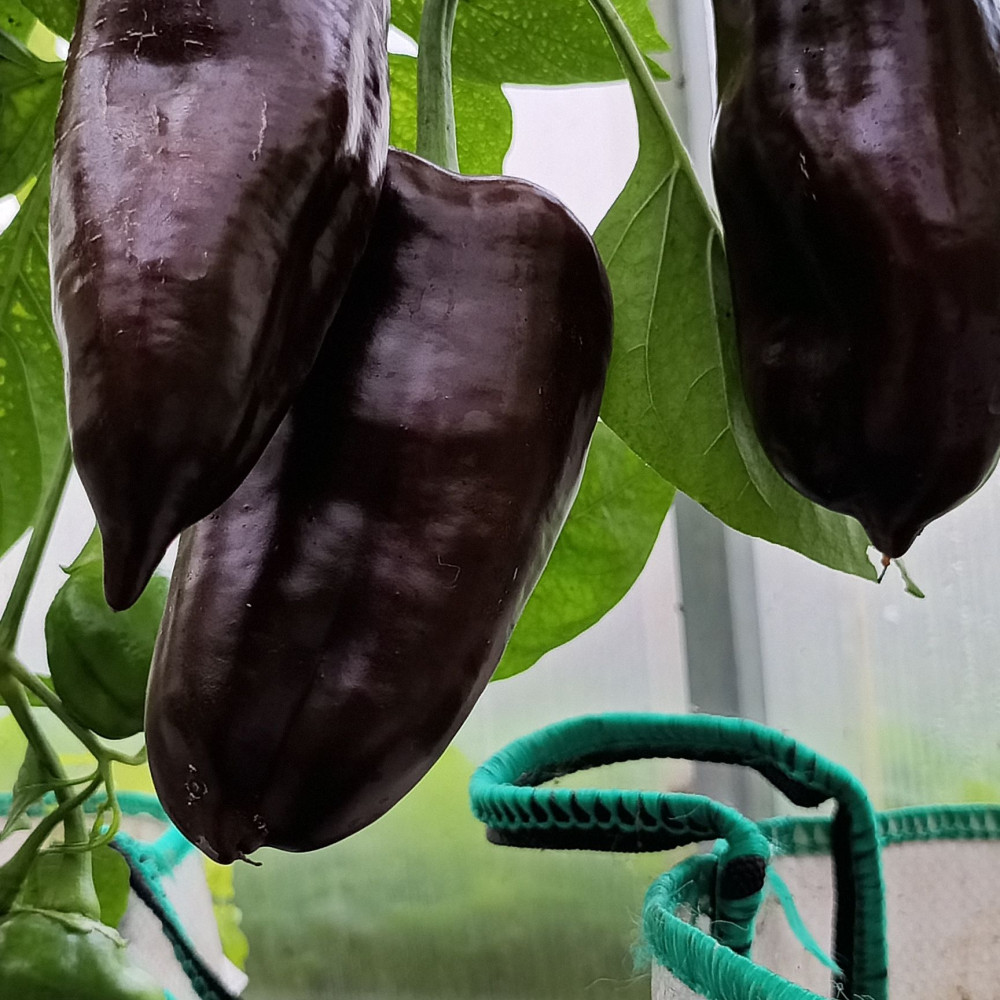 Семена сладкого перца Sweet chocolate-3