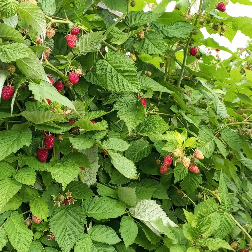 Семена малины Самохвал-2