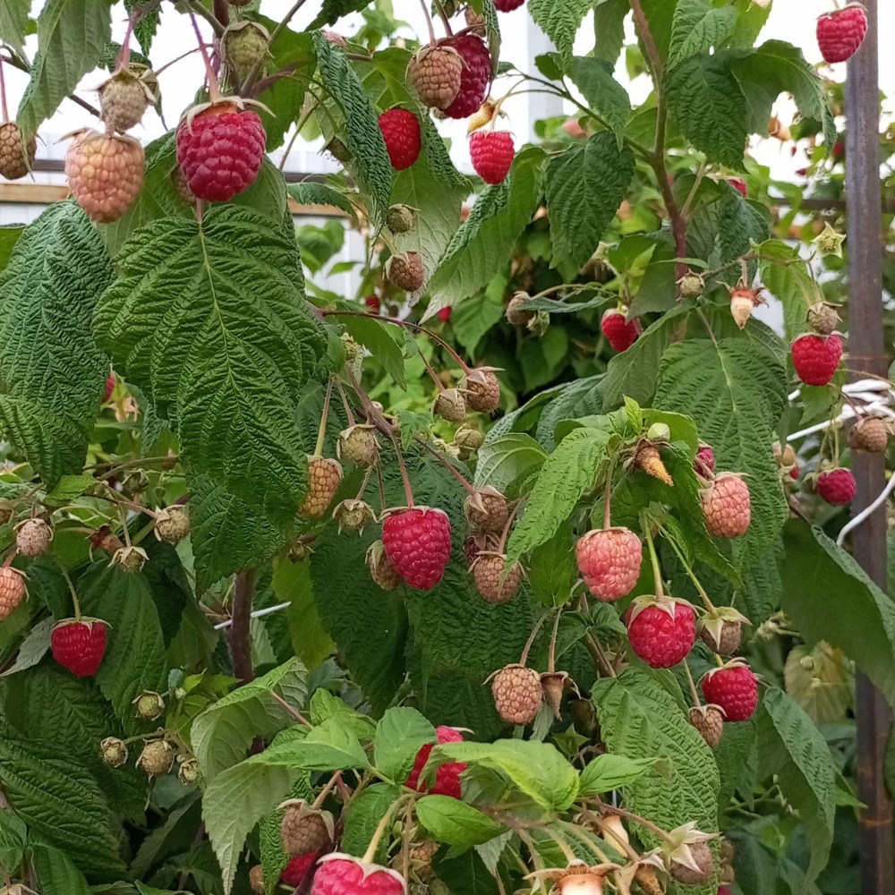 Семена малины Геракл-3