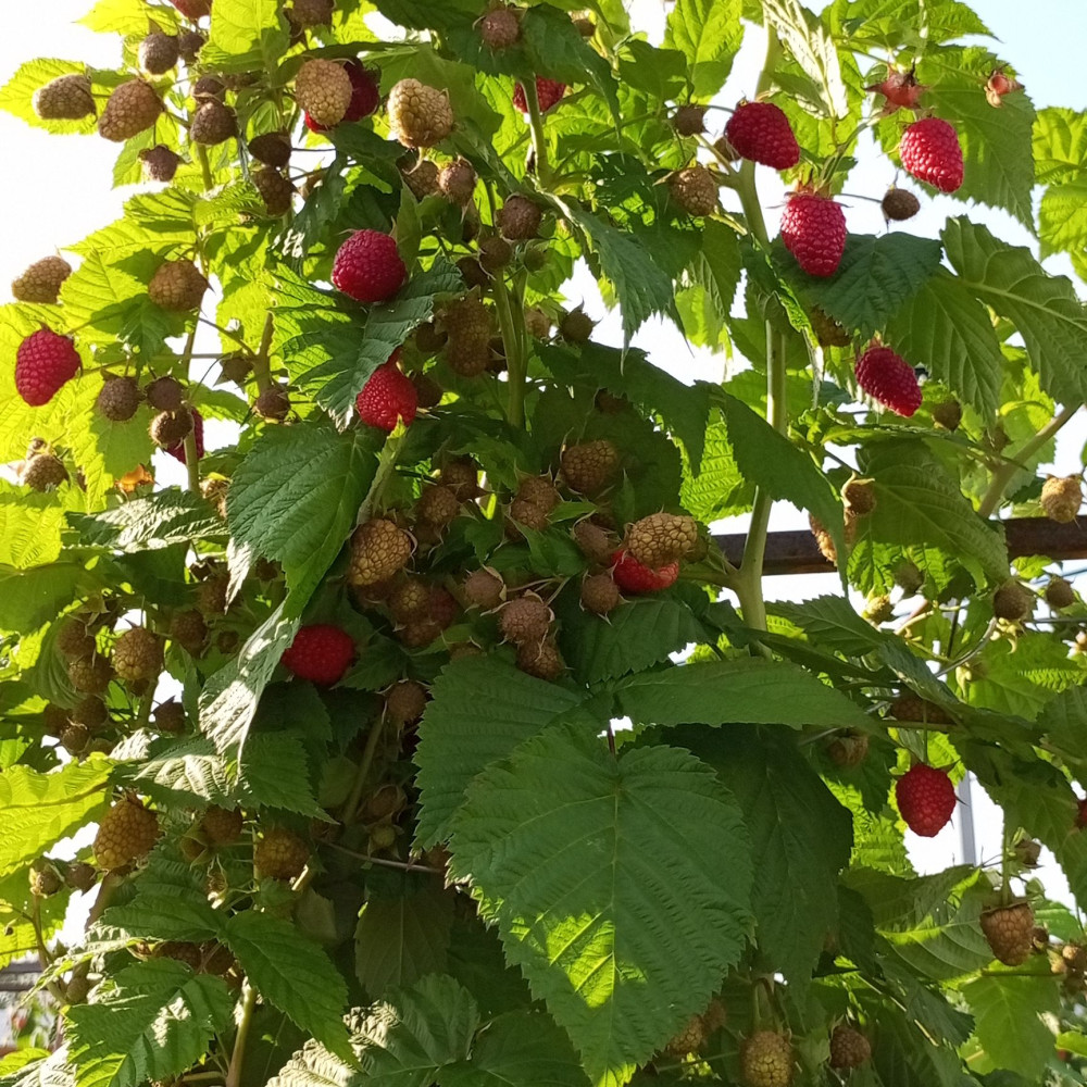 Семена малины Самохвал-1