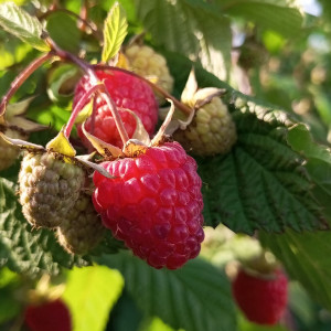 Красная гвардия