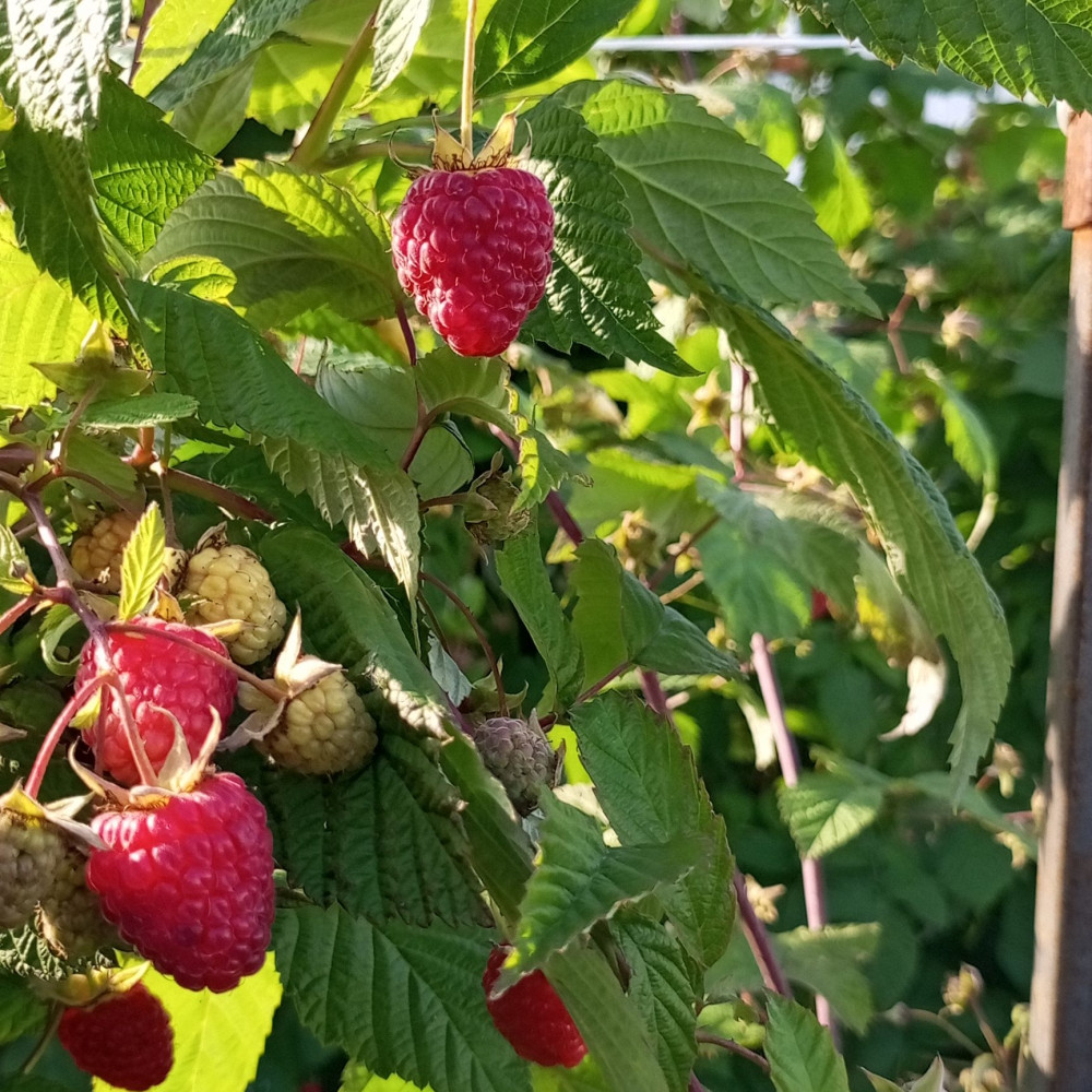 Семена малины Красная гвардия-1