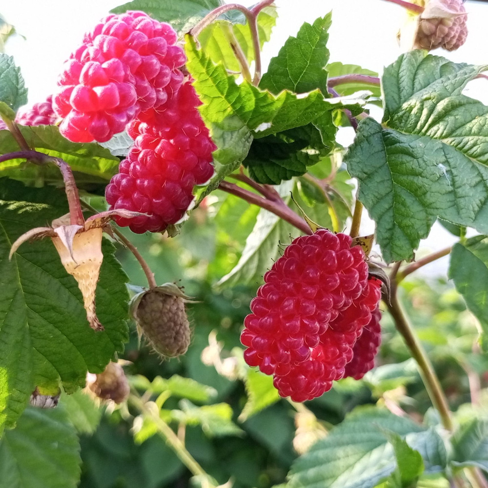 Семена малины Малиновая гряда-3