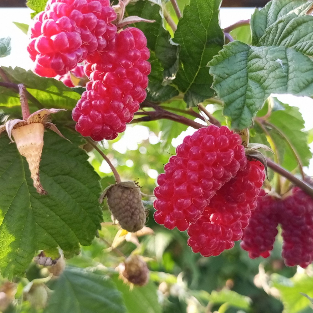 Семена малины Малиновая гряда-2