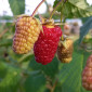 Семена малины Малиновая гряда