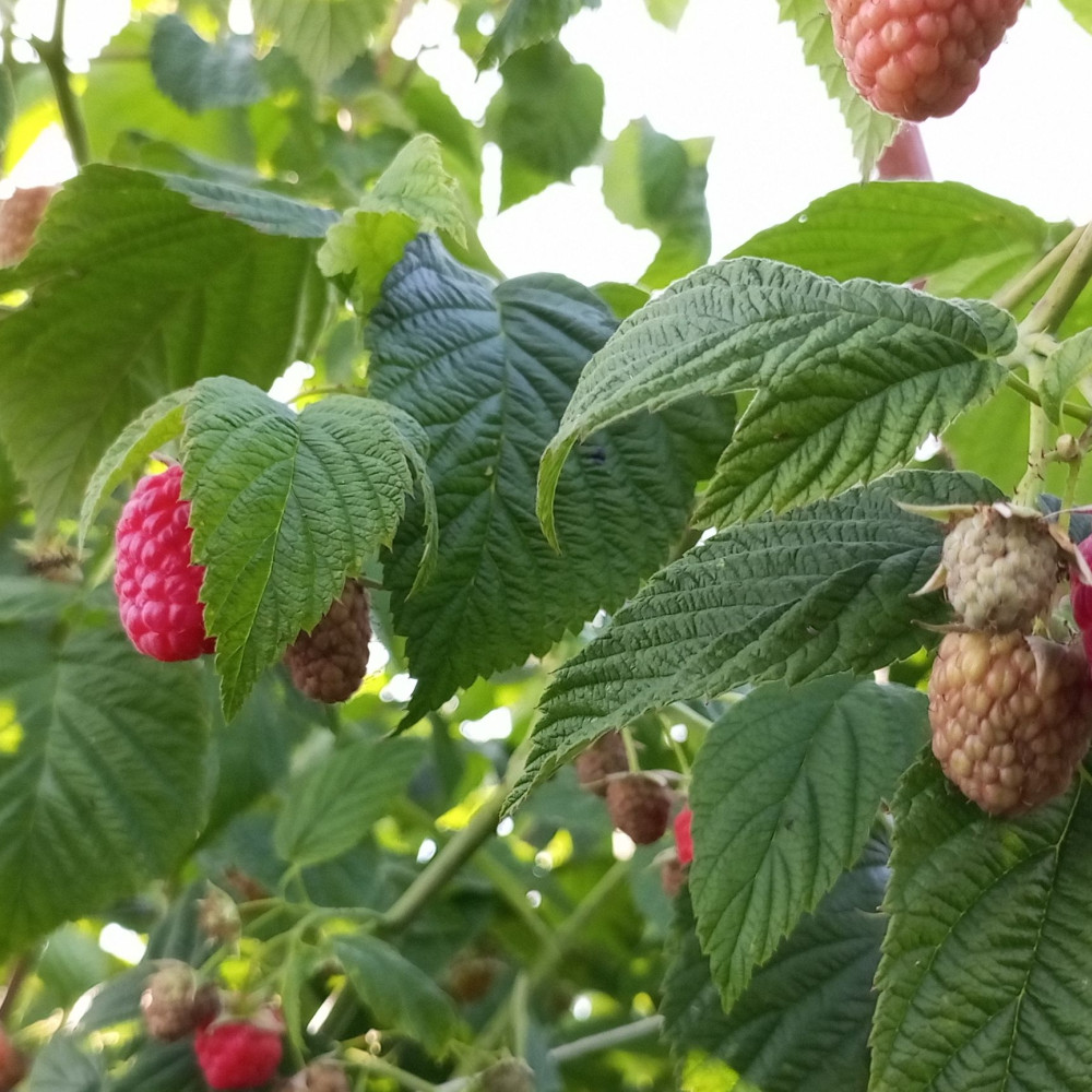 Семена малины Зюгана-2