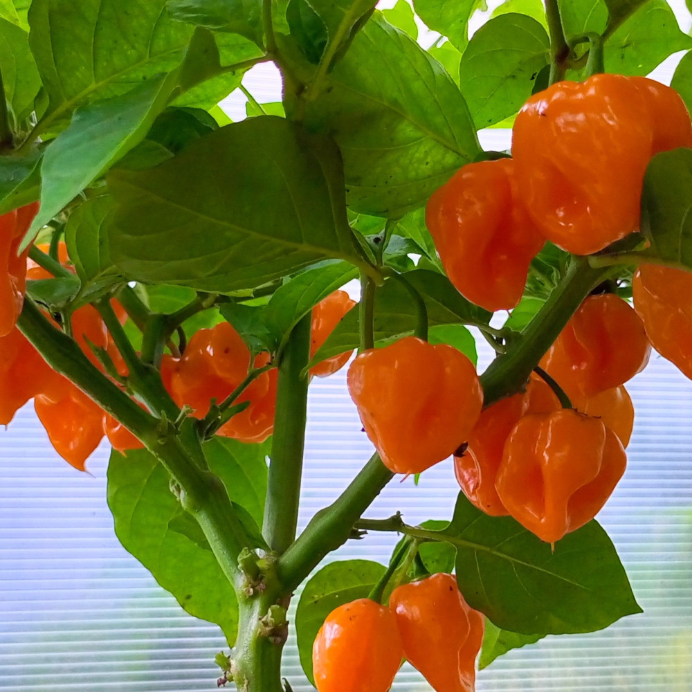 Семена острого перца Habanero yellow-1