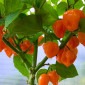 Семена острого перца Habanero yellow