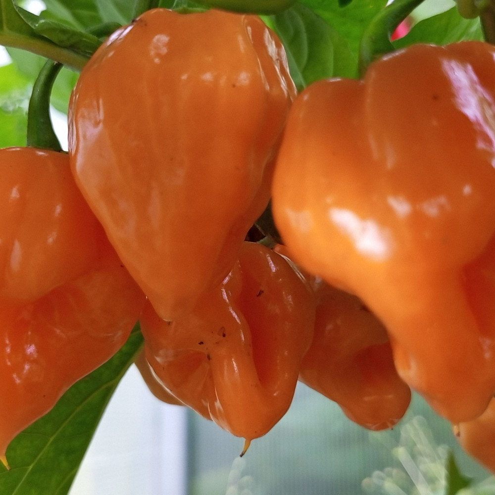 Семена острого перца Habanero yellow-2